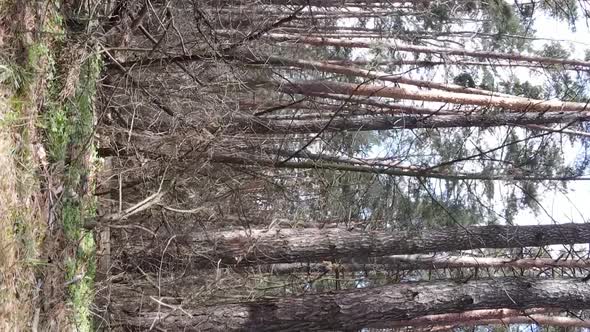 Vertical Video of Trees in a Pine Forest Slow Motion