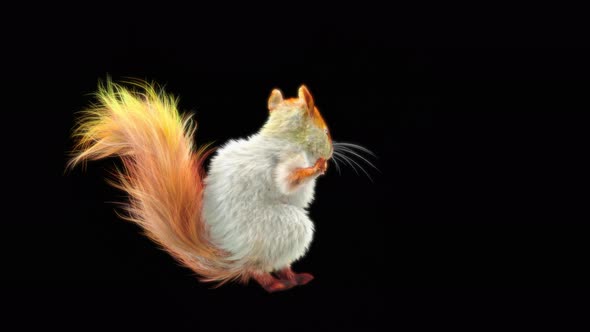 79 White Squirrel Dancing 4K