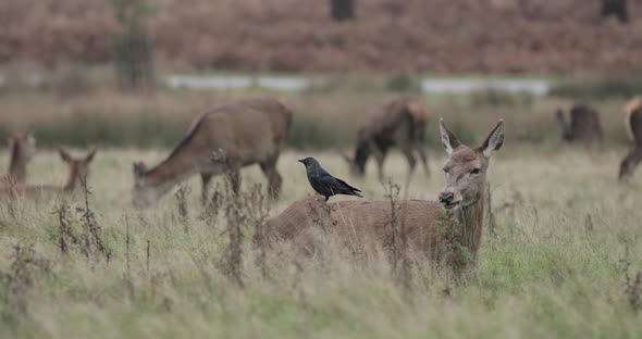 Real time shot of red dear and crow at Richmond Park, UK