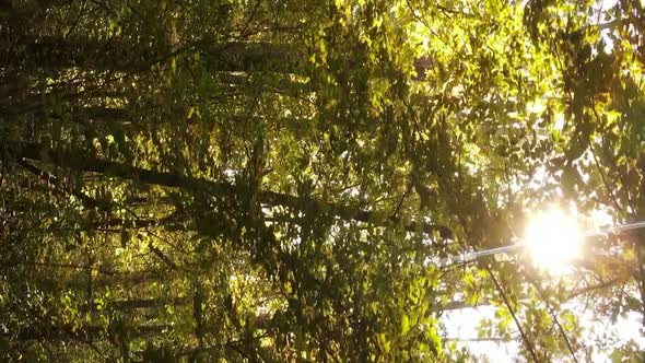 Vertical Video Autumn Forest with Trees in Ukraine Slow Motion