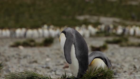 King Penguins On South Georgia Island