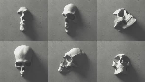 Composition Of 6 Skulls On Walls