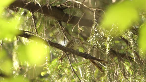 A brown bird relaxing on a tree hidden from danger.