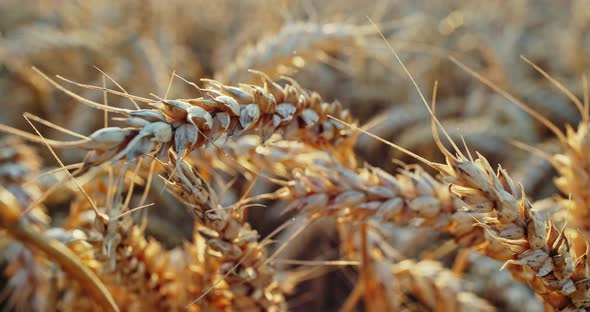 Gold Ears of Ripe Wheat. Closeup Light Brown Dry Ears of Cereal in Sunlight Growing in Field Before