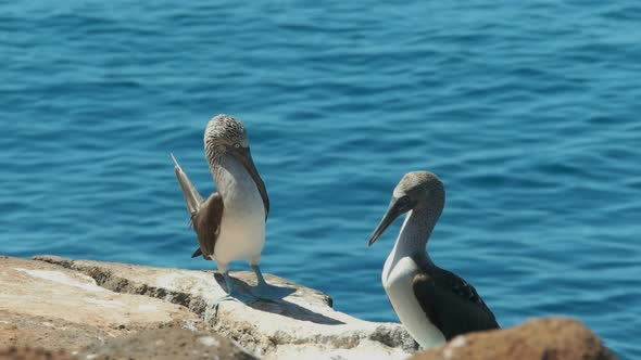 a blue-footed booby lifting its feet on isla nth seymour in the galalagos