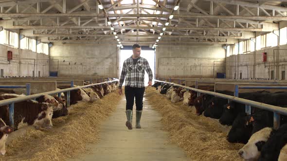 Farmer walking on a fattening farm.