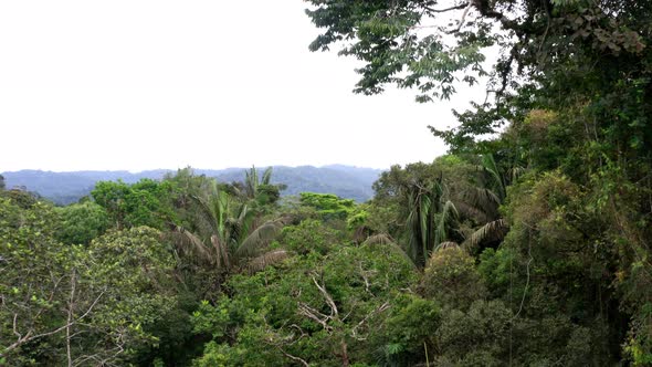 Aerial view moving over and along the many different trees in a tropical forest