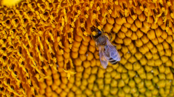 Bee in FLower