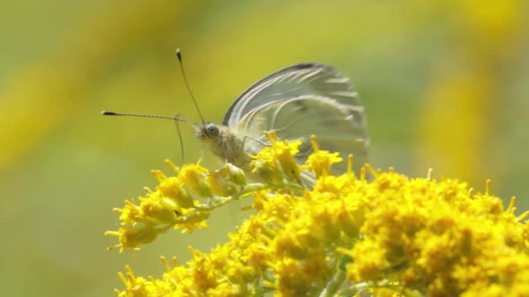 Pieris Brassicae the Large White Butterfly Also Called Cabbage Butterfly