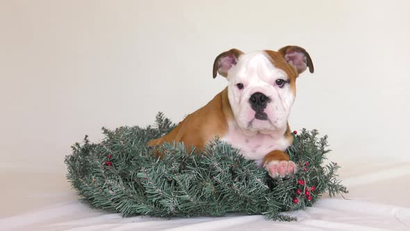 bulldog puppy sits in christmas wreath looking cute 4k