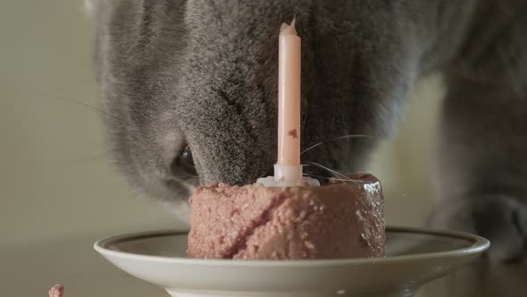 Scottish Fold Cat eating cake from the pet food in plate with candle