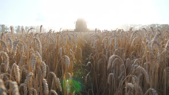 Grain Harvester Gathering Wheat at Sunny Day