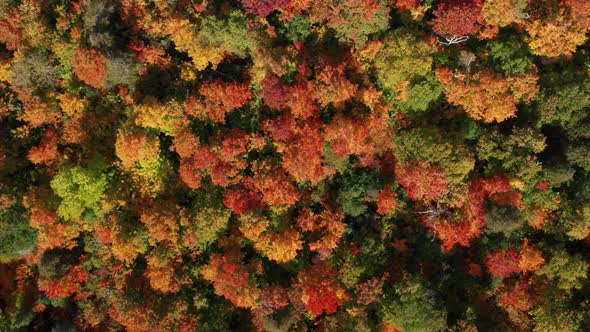 overhead aerial of trees with fall colors and changing leaves in a dense forest - drone ascending sh