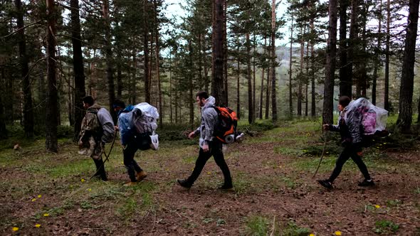 Exploratory Friends Walking In Forest