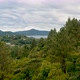 Drone Aerial video Passing through the trees - VideoHive Item for Sale