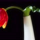 Red Tulip Flower On Black Background - VideoHive Item for Sale