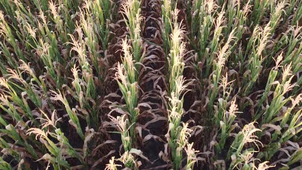 Corn field, flight over the cream of corn stalks, excellent growth, good corn harvest