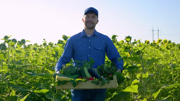 Farmer Businessman Holding Box with Organic Vegetables Walking Sunflower Field