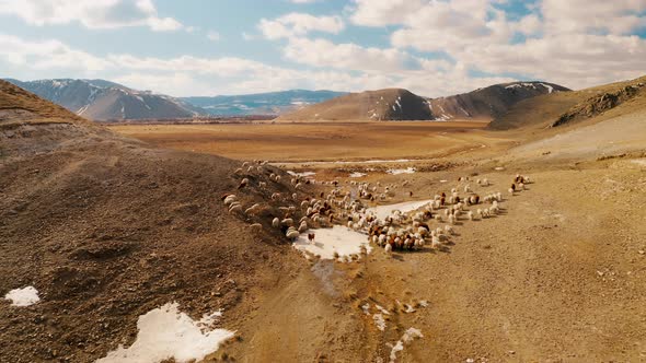 Livestock grazing in the pasture Sheep pasture Baikal Eastern Sayan Irkutsk Siberia Russia