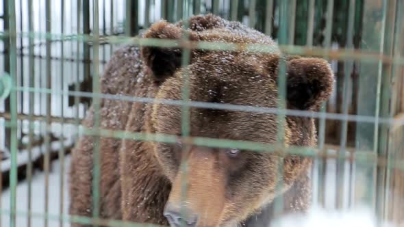 Bear in captivity in a zoo behind bars.