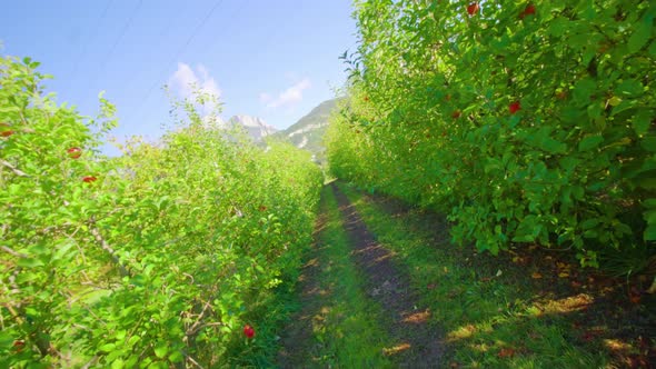 Long Aisle Stretches Between Rows of Apple Trees in Orchard