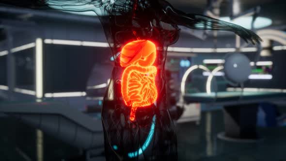 Human Digestive System Anatomy Exam in Laboratory alt