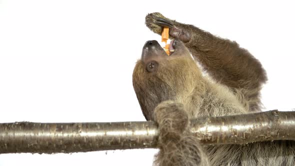 Cute sloth eating a sweet potato on a branch white screen