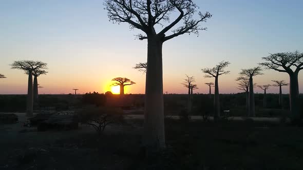 Avenue Of The Baobabs Morondava Madagascar 39