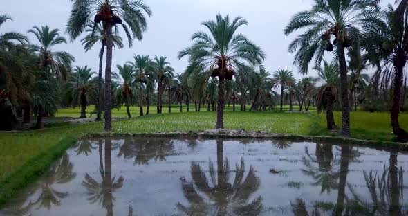 Smooth move on stunning rice paddy fields full of water reflects the palm trees and cloudy sky in th