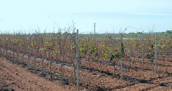 Grape Fields are Ready for Autumn Harvest