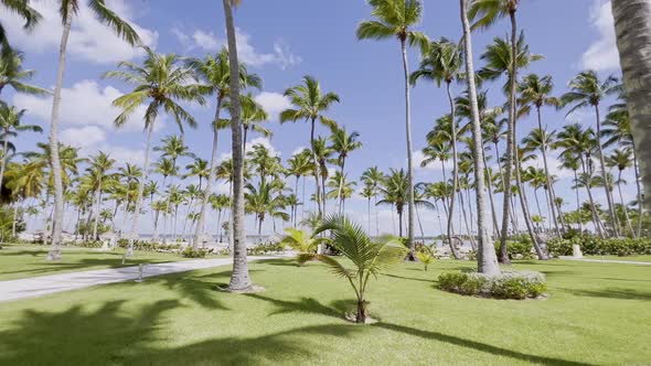 Slow dolly walk between high palm trees and sandy beach in background - Beautiful sunny day on Domin