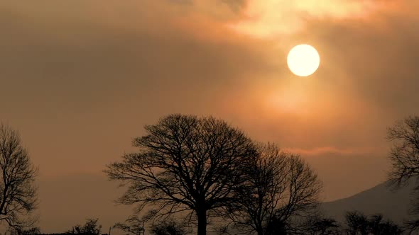 Sunrise with early morninging mist filtering the strength of the sun and silhouetted trees