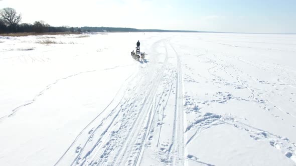 Aerial: Training sled dogs on a frozen bay in winter