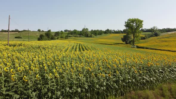 Sunflowers