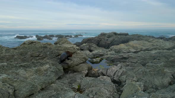 New Zealand fur seal climbing up the rocky sea shore on Kaikoura coast