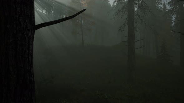 Forest in Autumn Morning Mist