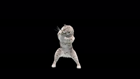 White Tiger Dancing 4K