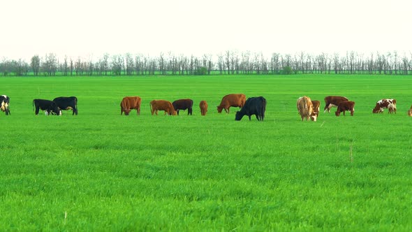 Cows in Field Grazing on Grass and Pasture in Australia on a Farming Ranch