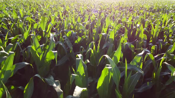 Flying Over Green Tops of Young Corn Sprouts on Sunny Morning