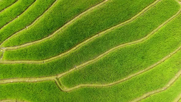 Rice field terrace on mountain agriculture land.