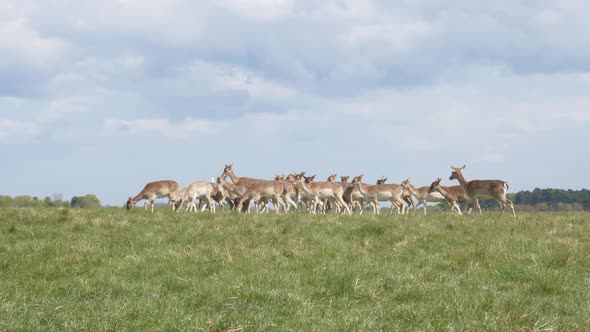 Prey of deers vulnerable to predators at Phoenix park Dublin Ireland