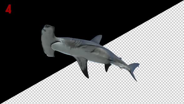 Hammerhead Shark 4 Scene Loop