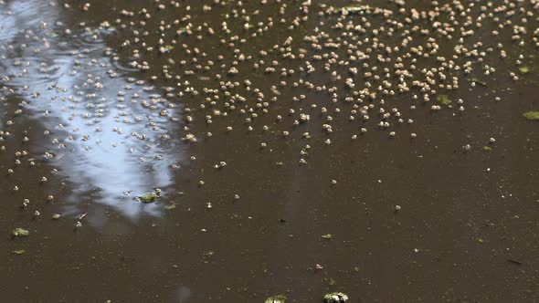 Dipterans Inhabiting On The Crummy Pond In Firmat, Santa Fe, Argentina - Medium Shot