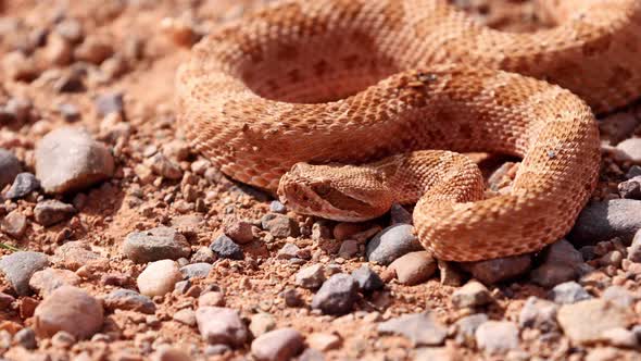 Rattlesnake in the desert of Norther Arizona