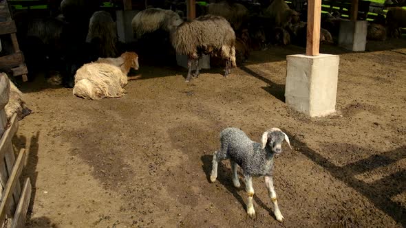 Sheep on a Flock Farm