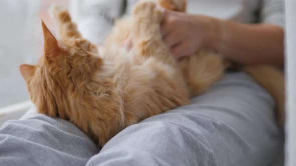 Woman Is Stroking Cute Ginger Cat on Windowsill. Fluffy Pet Purring with Pleasure. Cozy Home.