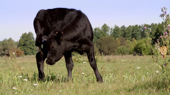 Close Up in Meadow on Farm Big Black Pedigree Breeding Bull is Grazing