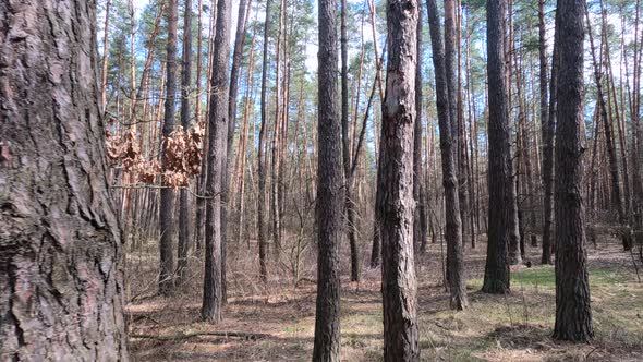 Inside a Pine Forest By Day Slow Motion