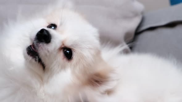 4k uhd cute relax white hair pomeranian dog look at camera smile with tongue out