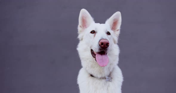 the head of a white dog on the background of the wall